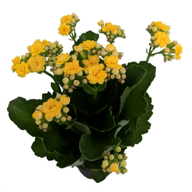 Double Yellow Blooms! Yellow Calandiva Plant Kalanchoe 2.5 Pot 